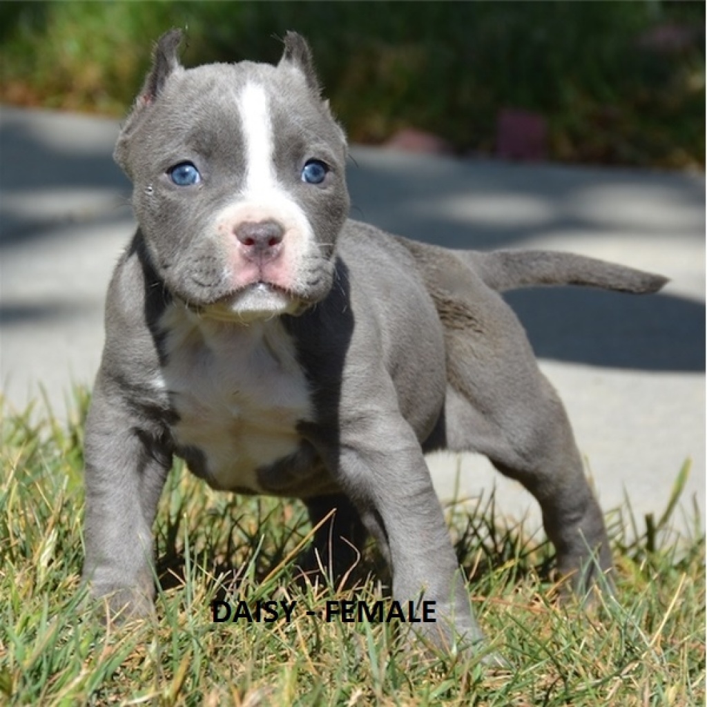 Blueline amstaff hot sale