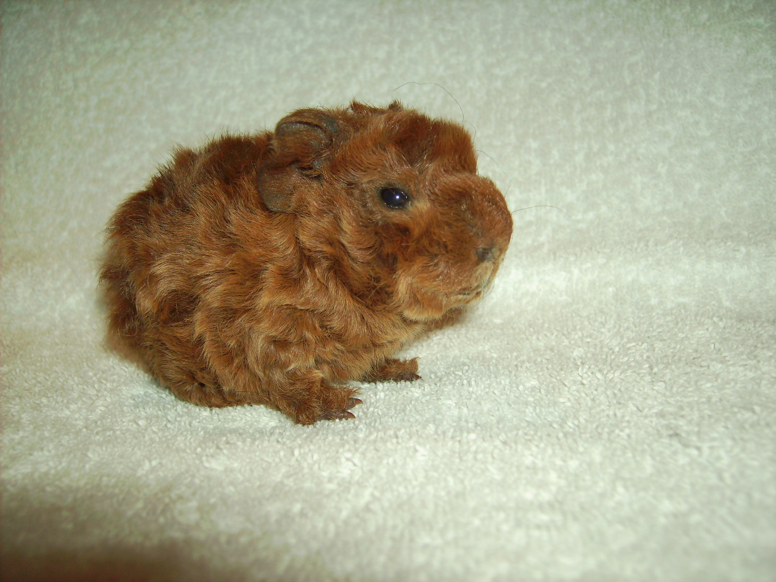 Meerschweinchen Alpaka Bock rot Tiere