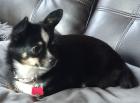 Kleine Süße Pomchi Hündin